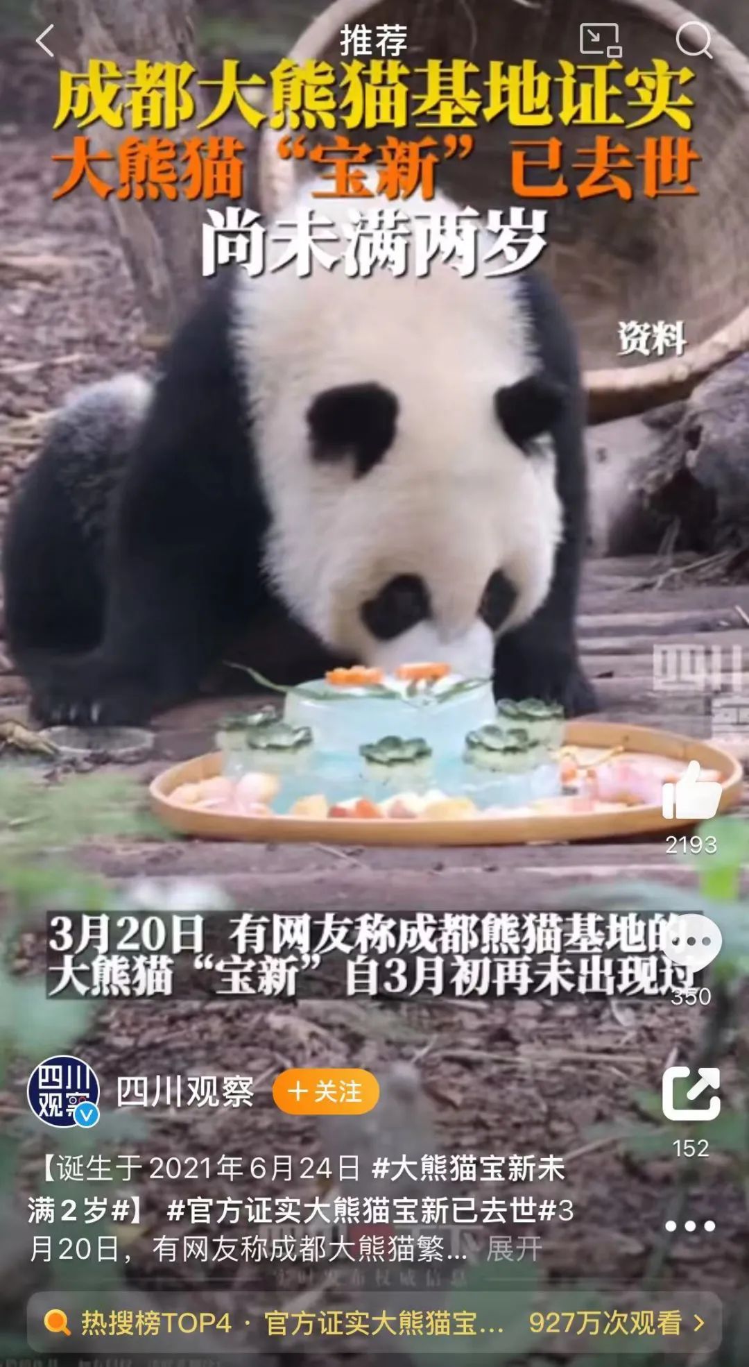 不到2岁的大熊猫宝新，被成都基地养死了