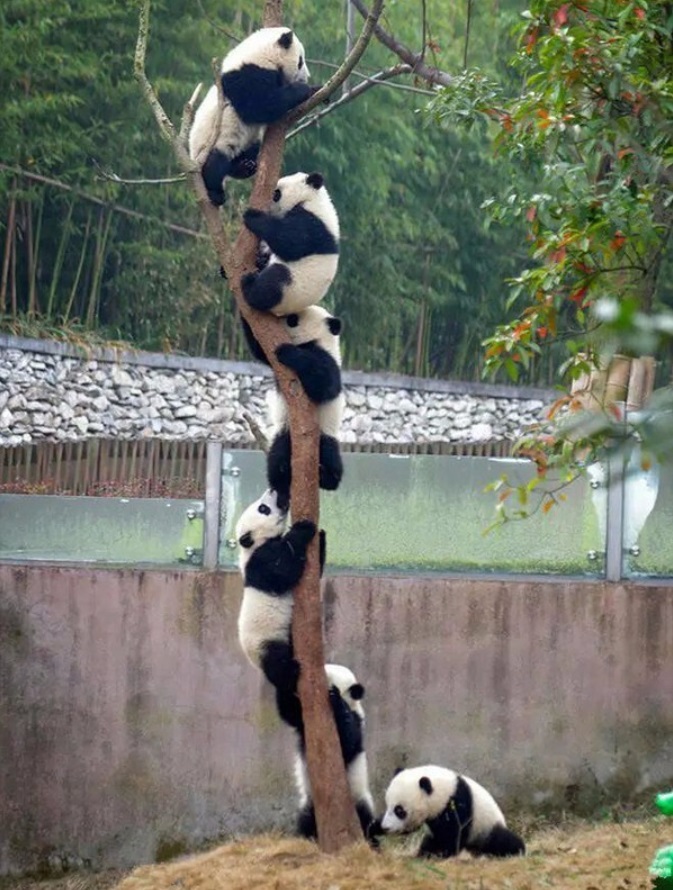 我是万万没想到，连大熊猫都被利用来挑拨中美关系