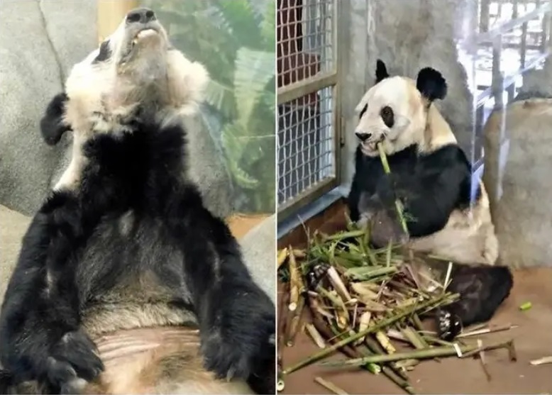 我是万万没想到，连大熊猫都被利用来挑拨中美关系