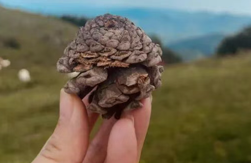 精液颜色发黄,是慢性前列腺炎引起的吗? 精液颜色发黄,是慢性前列腺炎引起的吗?