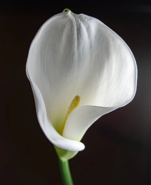 精液和前列腺液,根本不是一种东西 精液和前列腺液,根本不是一种东西