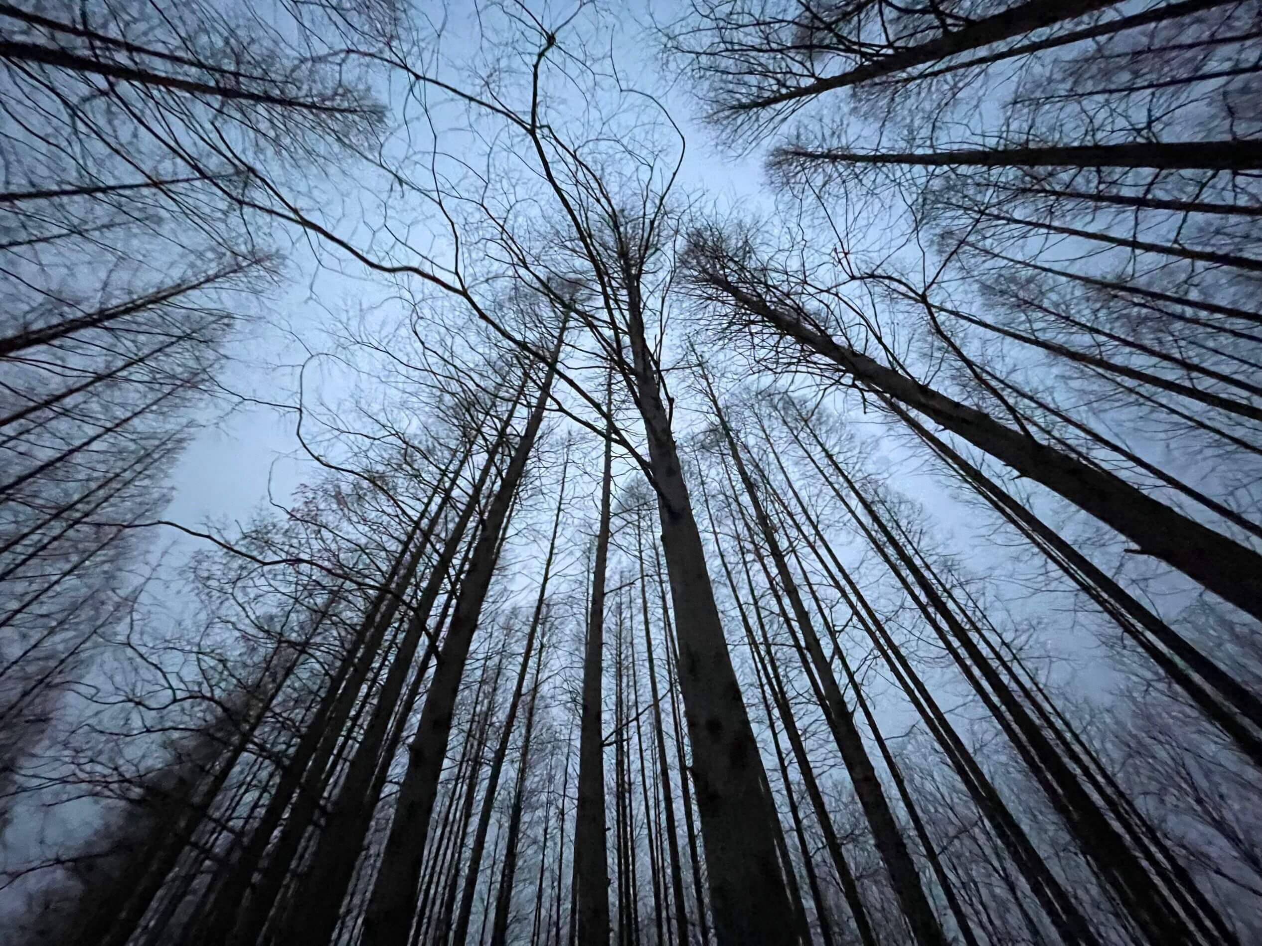 220202：冬天的森林